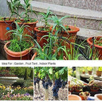 Fog Cooled Automatic Irrigation System 7