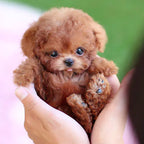 Interactive Dog Toy Robot Dog Toy Plush Puppy Toy Kids Gift 0